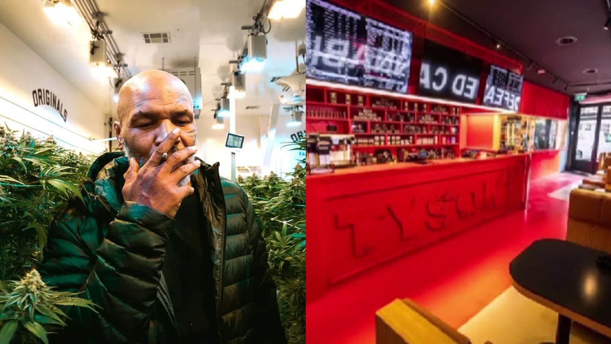 Mike Tyson y su nuevo negocio Mike Tyson y su nuevo negocio