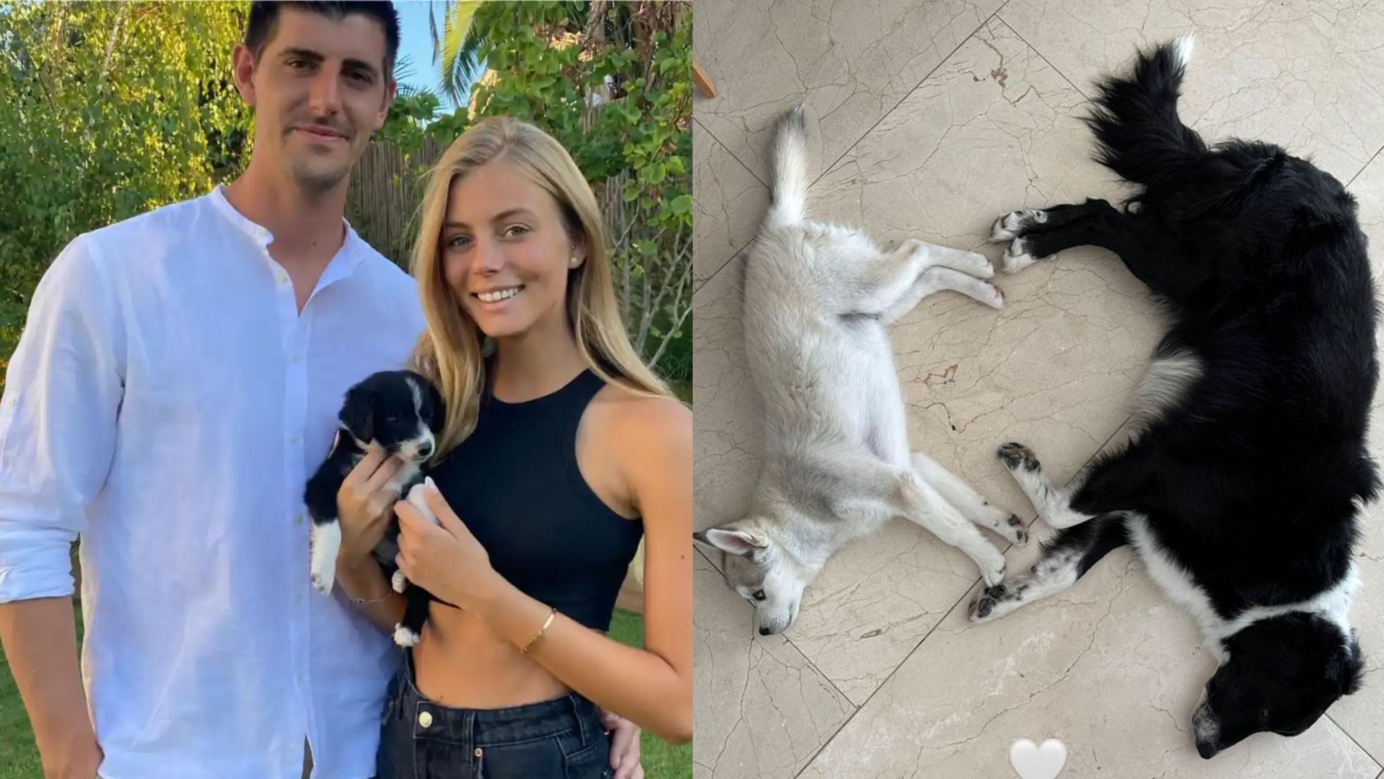 La publicación romántica de los perros de la pareja La publicación romántica de los perros de la pareja