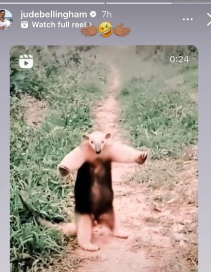 Oso Hormiguero Oso Hormiguero