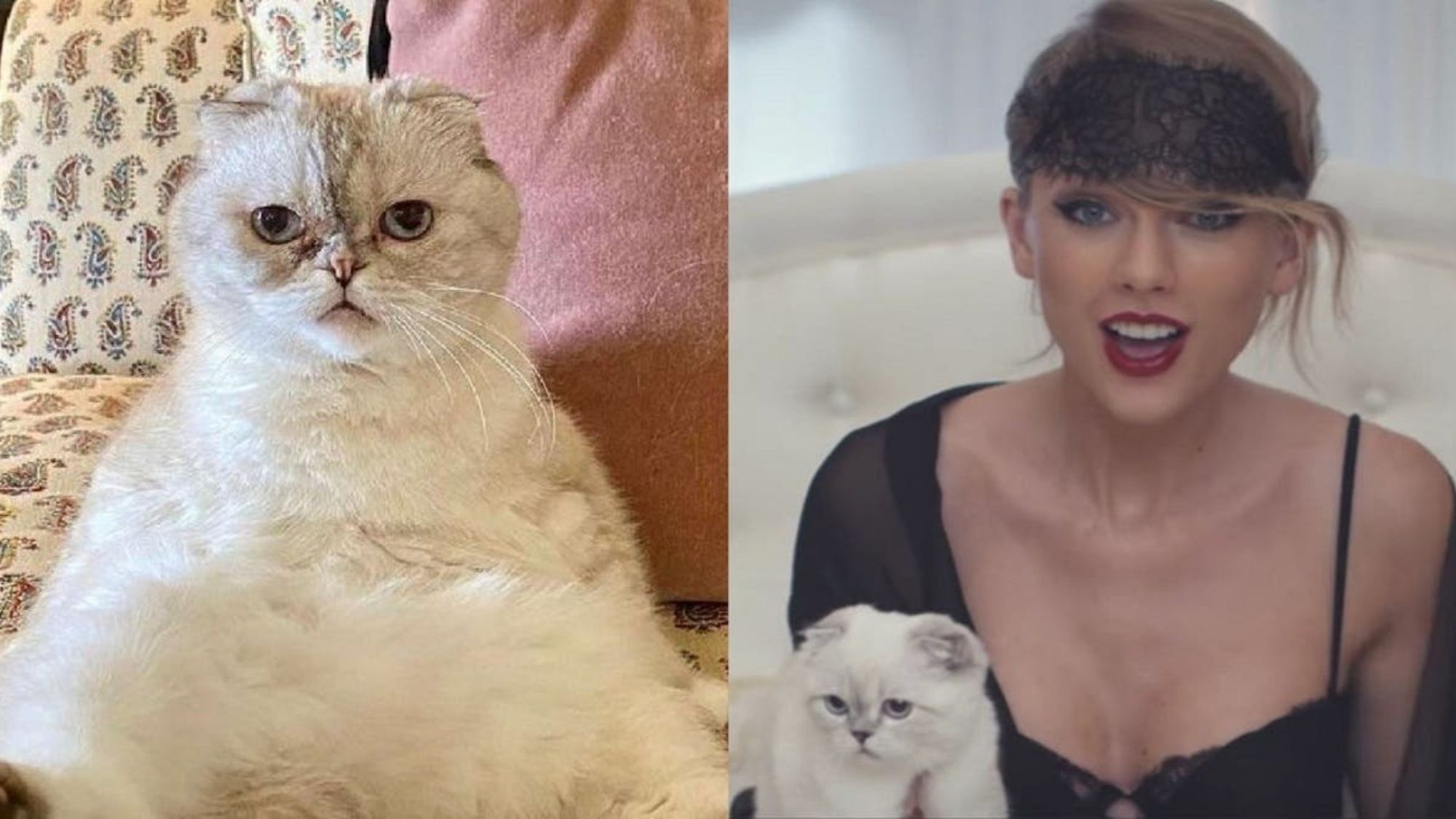 Taylor Swift y su gata Olivia Benson Taylor Swift y su gata Olivia Benson